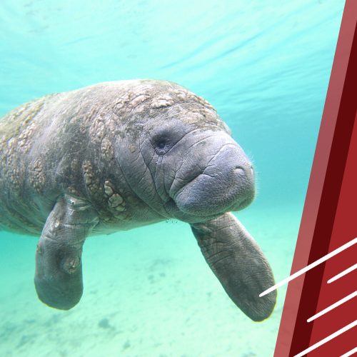 Why Employers Should Say ‘Yes’ to Manatees